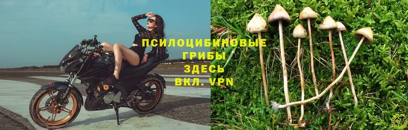 Псилоцибиновые грибы Psilocybe  Петровск 